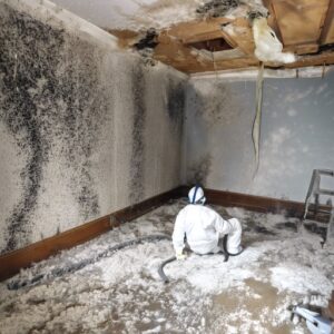 mold remediation near me